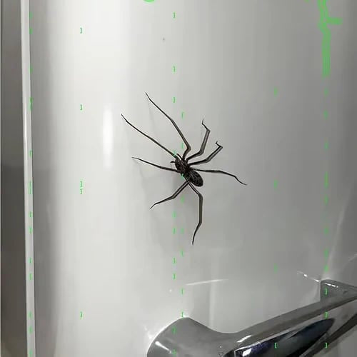 🕷 Spider Fridge Magnet 🎁Realistic Spider Magnets, for Refrigerator, Garage Door, or Car