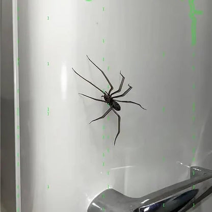 🕷 Spider Fridge Magnet 🎁Realistic Spider Magnets, for Refrigerator, Garage Door, or Car