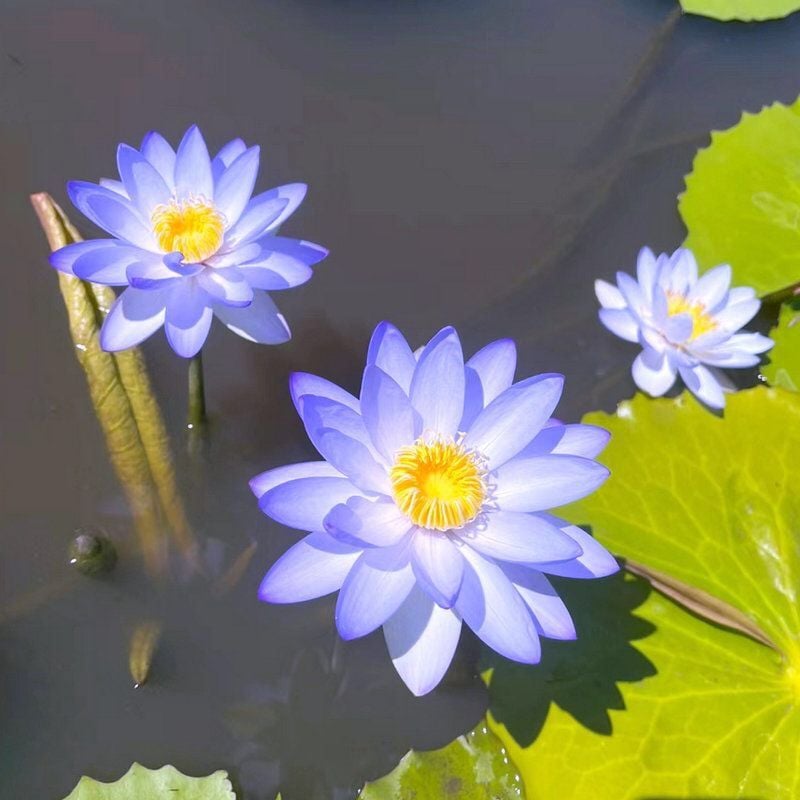 🔥Last Day 49% OFF🌸[7 days germination]💐The Sacred Bonsai Bowl Lotus Flower