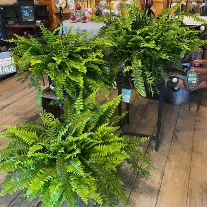 🔥 Last Day 50% OFF 🌱 UV-Resistant Lifelike Artificial Boston Fern