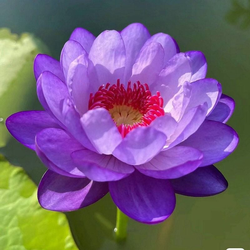🔥Last Day 49% OFF🌸[7 days germination]💐The Sacred Bonsai Bowl Lotus Flower