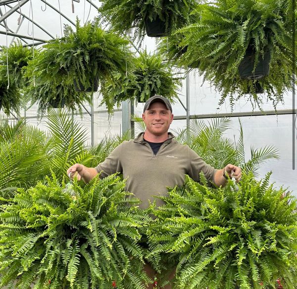 🔥 Last Day 50% OFF 🌱 UV-Resistant Lifelike Artificial Boston Fern