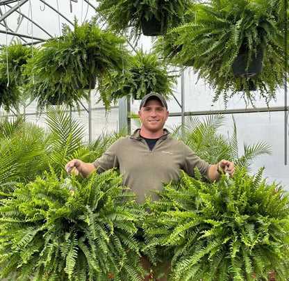 🔥 Last Day 50% OFF 🌱 UV-Resistant Lifelike Artificial Boston Fern