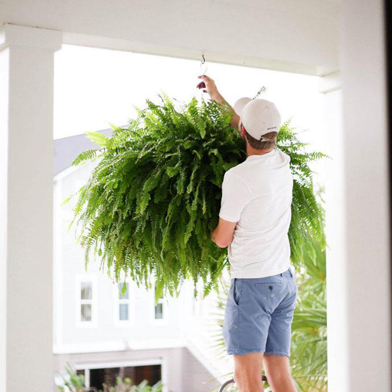 🔥 Last Day 50% OFF 🌱 UV-Resistant Lifelike Artificial Boston Fern