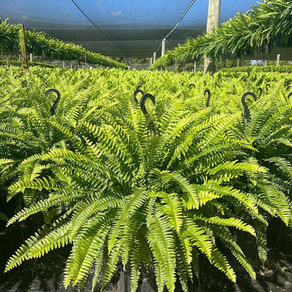 🔥 Last Day 50% OFF 🌱 UV-Resistant Lifelike Artificial Boston Fern