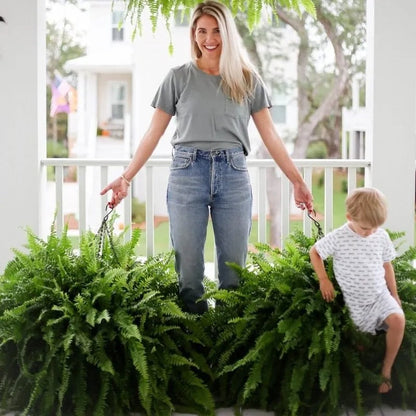 🔥 Last Day 50% OFF 🌱 UV-Resistant Lifelike Artificial Boston Fern