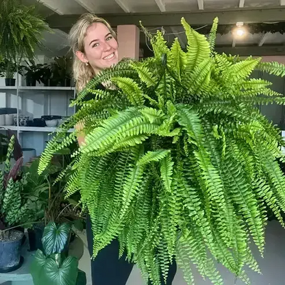 🔥 Last Day 50% OFF 🌱 UV-Resistant Lifelike Artificial Boston Fern